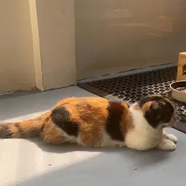 Bsh munchkin female calico