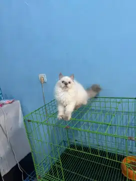 kucing kitten ragdol betina gembul mata biru