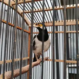 Jalak suren jawa muda gacor