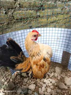 Serama Jantan Remaja