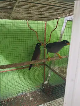 Burung jalak Nias dan kebo sepasang