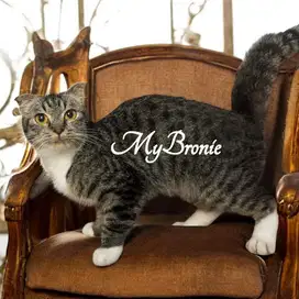 Kucing scottish fold mujaer betina indukan