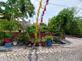 Tanah Siap Bangun Sukolegok Dekat Ketapang Sidoarjo