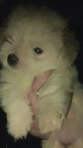 SHIHTZU x MALTESE putih (mix)
