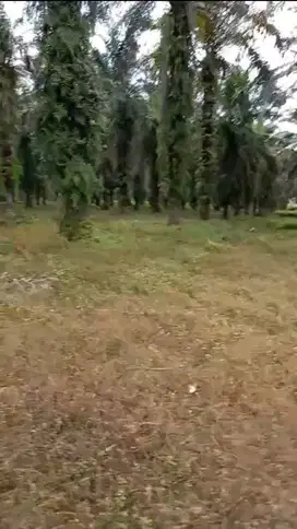 Lahan Kebun Sawit Produktif di Poros Makasar