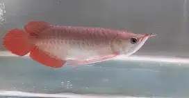 Arwana super red