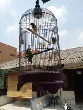 Dijual kenari rawatan