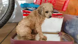 Anjing poodle betina