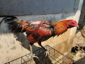 Dijual Ayam Bangkok Pama Mini