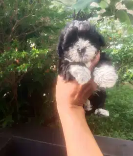 SHIHTZU MIX POODLE
