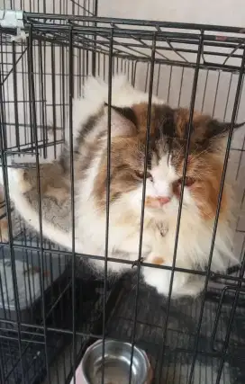 Paket Persia Calico
