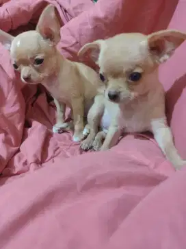 Chihuahua 2bulan