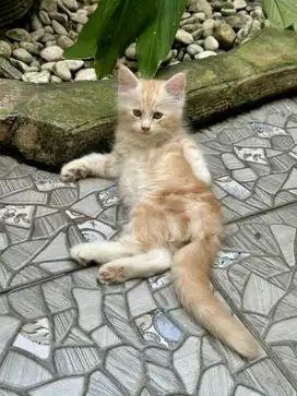 Mainecoon usia 2 bulan
