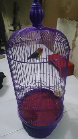 kandang ungu masih baru belom lama