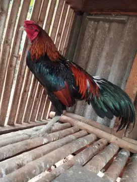 Dijual Ayam Bangkok Pama Ninja Ukuran kecil