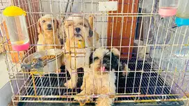 Sepasang shihtzu surat stambum