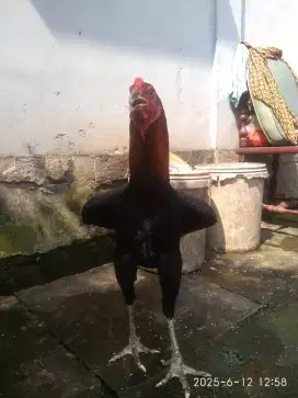 Jual ayam bangkok