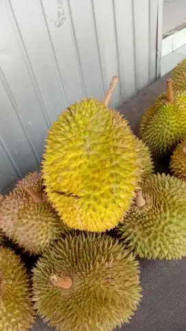 Jual durian 100 ribu 1 biji,siap antar sampe lokasi