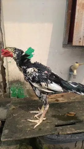 Ayam Bangkok pakhoy kururun