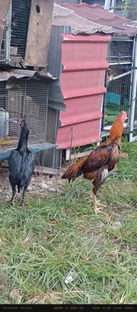 Ayam bangkok sepasang