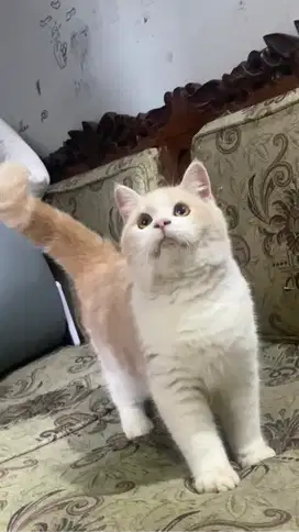 Kucing kitten British Munckin Shorthair Bicolour