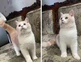 Kucing kitten British Shorthair Munckin Supergembul