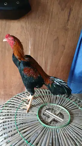 ayam bangkok pakhoy