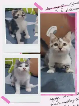 Borongan 3 Ekor Munchkin ( 1 Cebol dan 2 NS )