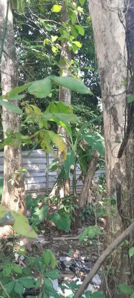 Jual Pohon Jati emas