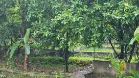Kebun & kolam ikan
