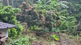 Kebun & kolam ikan pingir jln aspal di hok