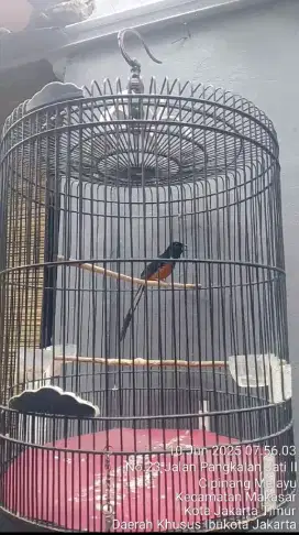 Murai Medan ternakan mapan