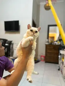 Open semi hibah BSH british shorthair & scottish straight kitten