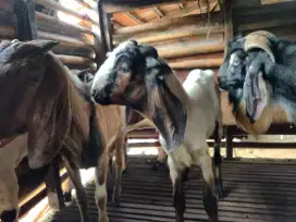 Jual cepat borongan 5 ekor kambing