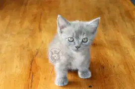 Munchkin Betina Kitten