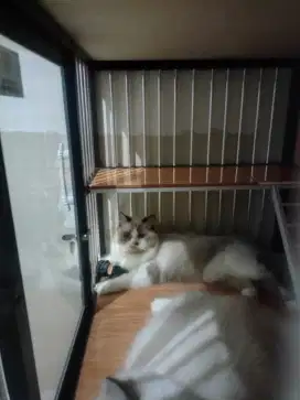 Ragdoll Bicolour Pure Sedang Hamil Sudah Vaksin F3