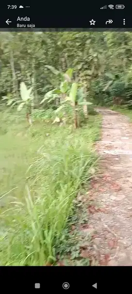 JUAL TANAH DI BANJARSARI SAMIGALUH KULONPROGO VIEW SAWAH