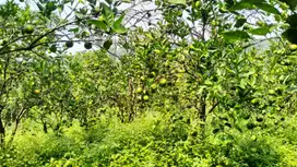 DIJUAL KEBUN JERUK DAU
