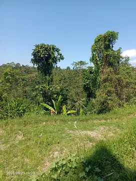 Tanah view jungle dekat Samsara Resort Ubud Bali