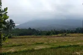 Dijual tanah sawah produktif pinggir jalan, luas 5 Ha, SHM