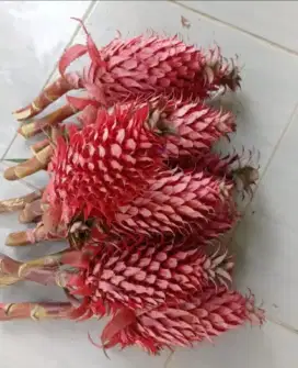 Nanas muda merah untuk obat herbal alami