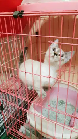 Jual Anak Kucing Munchkin Cebol Shorthair Mata Biru Lucuu !!