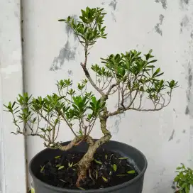 Bonsai Santigi Meliuk