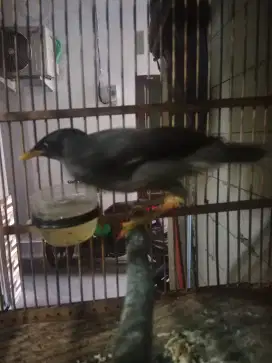 Jalak kebo jantN