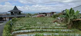 Tanah Cocok Untuk Villa di Tawangmangu