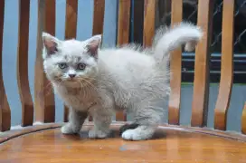 Bsh lilac betina ped