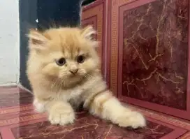 Jantan 2 bulan lebih