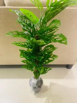 Pohon Monstera untuk ruangan