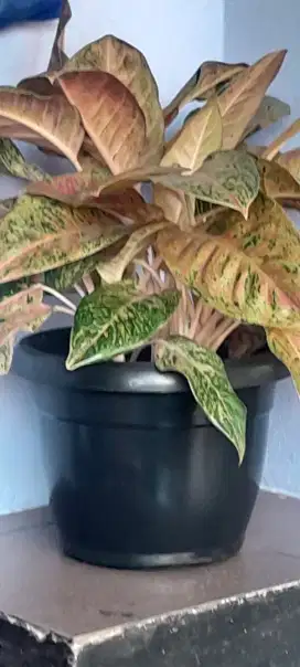Aglonema (bunga hias)