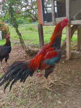 Jual 3 ekor Ayam Ekor Lidi ( jual borongan)